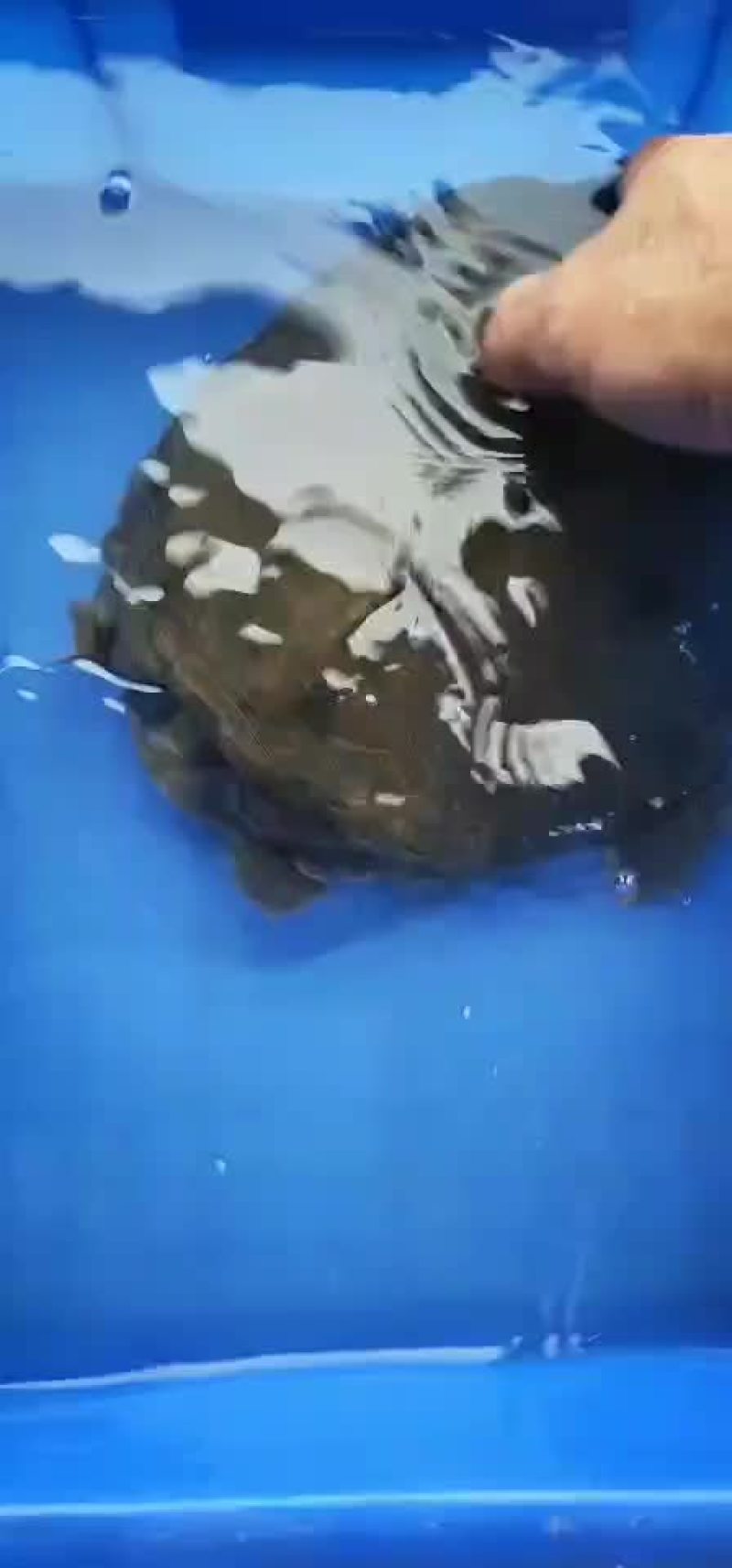 甲鱼甲鱼甲鱼甲鱼汤喝多了难受