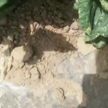 西州蜜25号，西州蜜17号，塞上明珠，大量上市