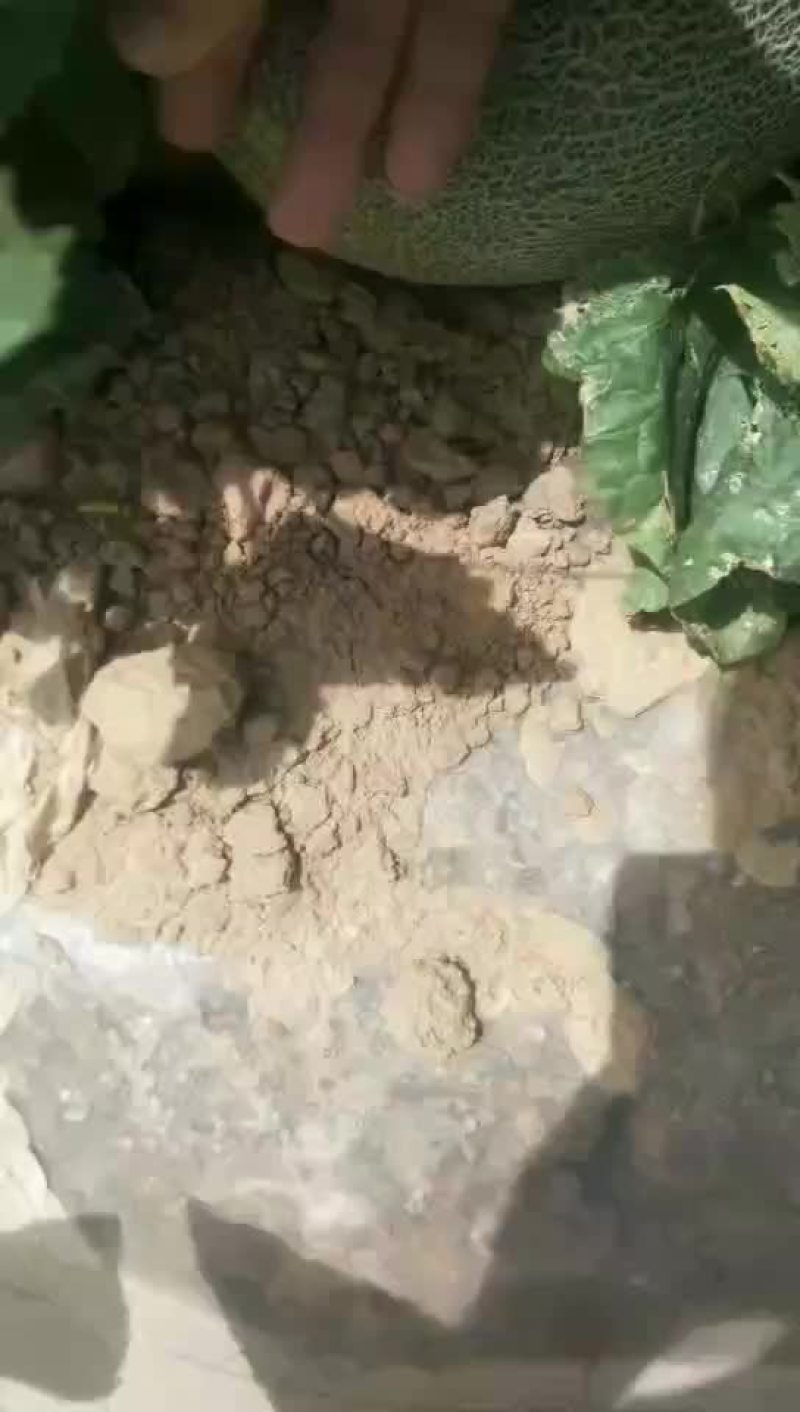 西州蜜25号，西州蜜17号，塞上明珠，大量上市