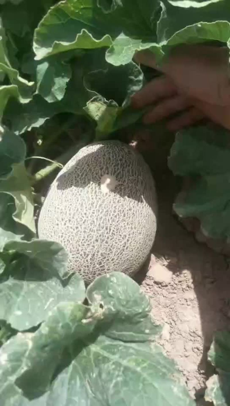 西州蜜25号，西州蜜17号，塞上明珠，大量上市