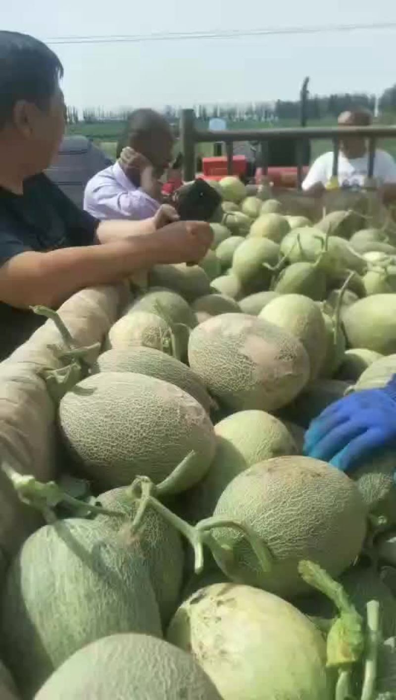 西州蜜25号，西州蜜17号，塞上明珠，大量上市