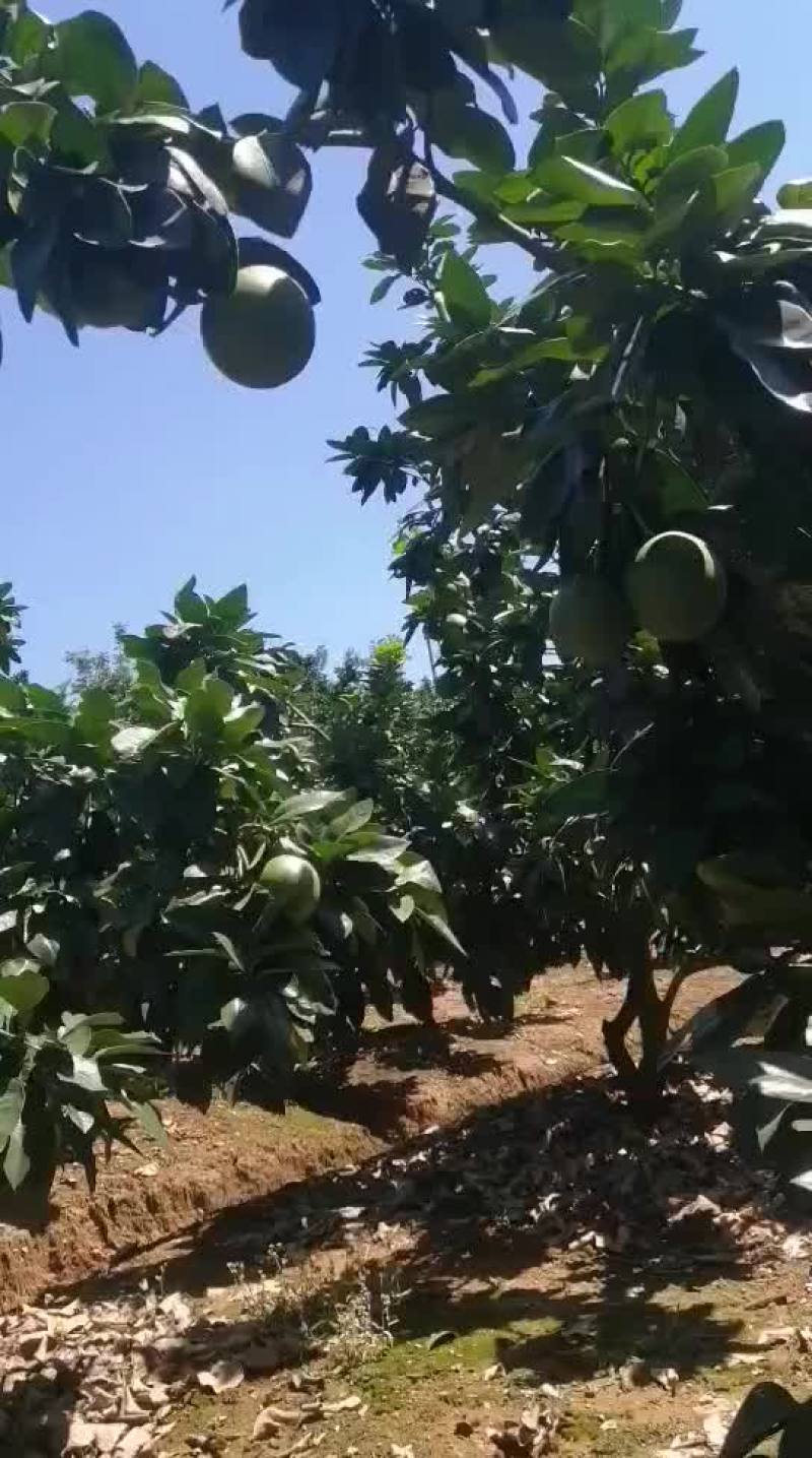 柚子