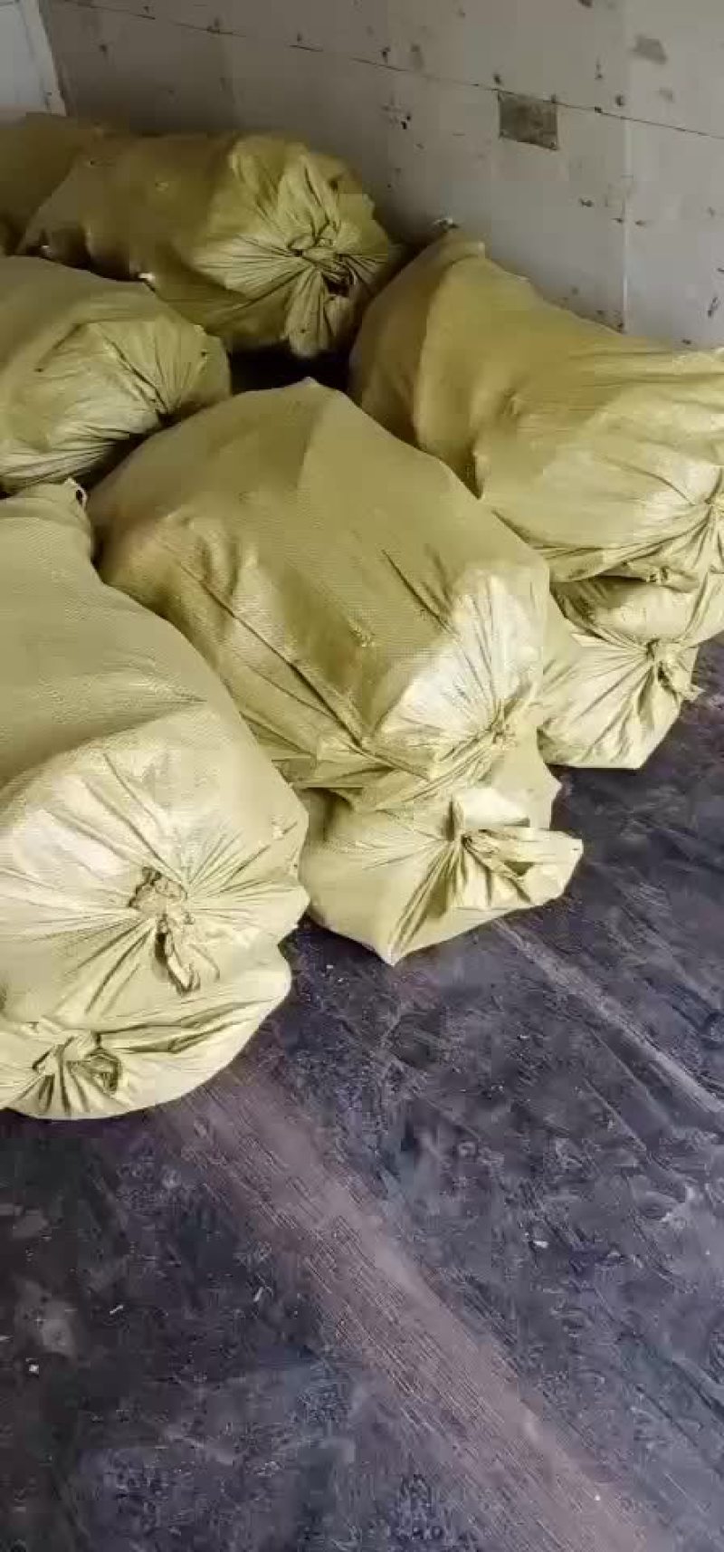绥中，万糯粘玉米，大量有货，保证质量，大寨乡老袁代收处