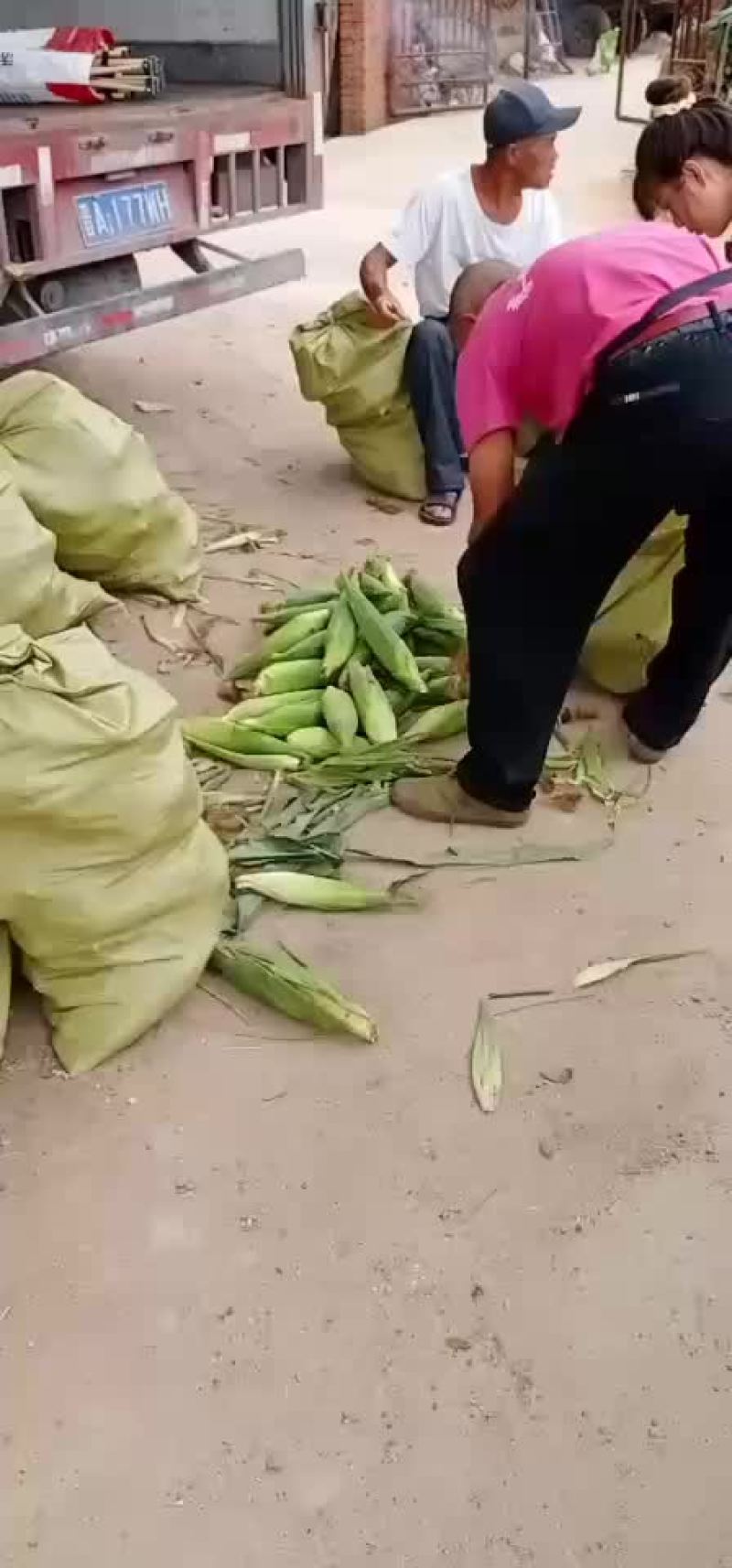 绥中，万糯粘玉米，大量有货，保证质量，大寨乡老袁代收处