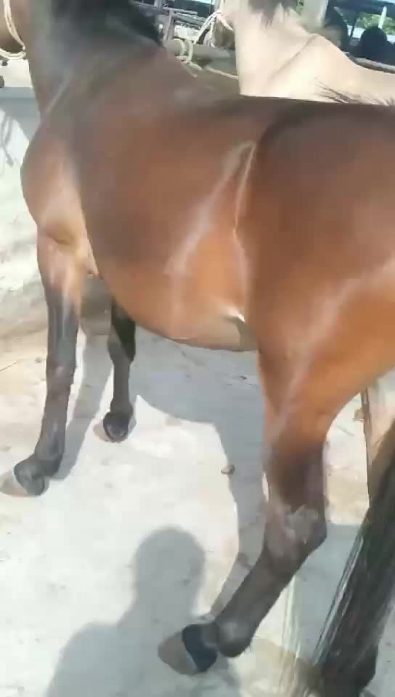 精品驮货骡子出售以质量论价格