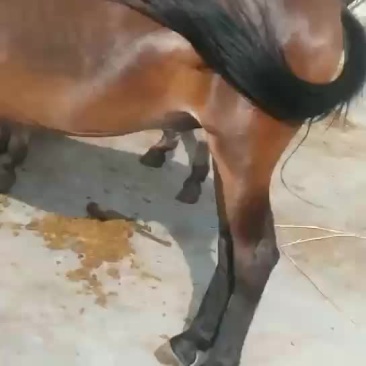精品马骡出售以质量论价格