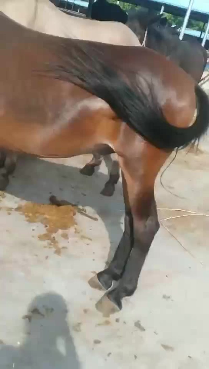 精品马骡出售以质量论价格