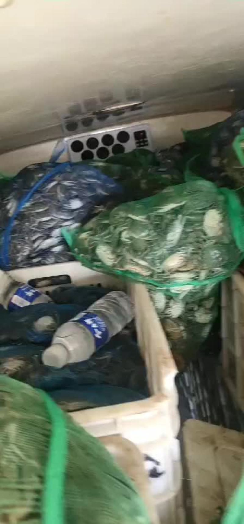 蟹苗