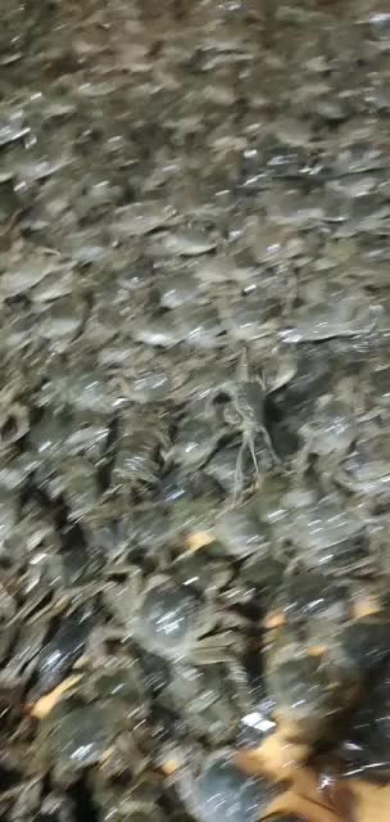 蟹苗
