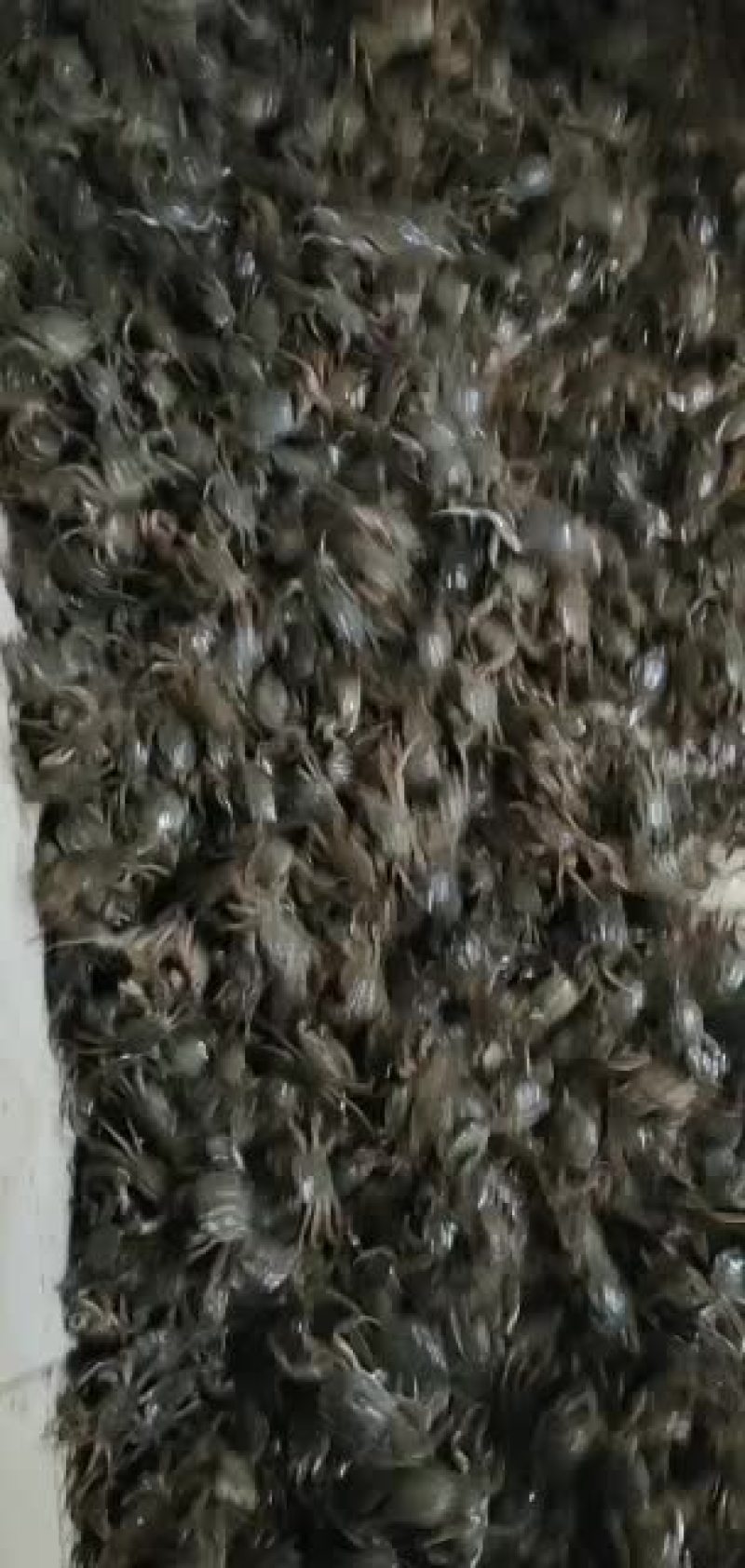 蟹苗