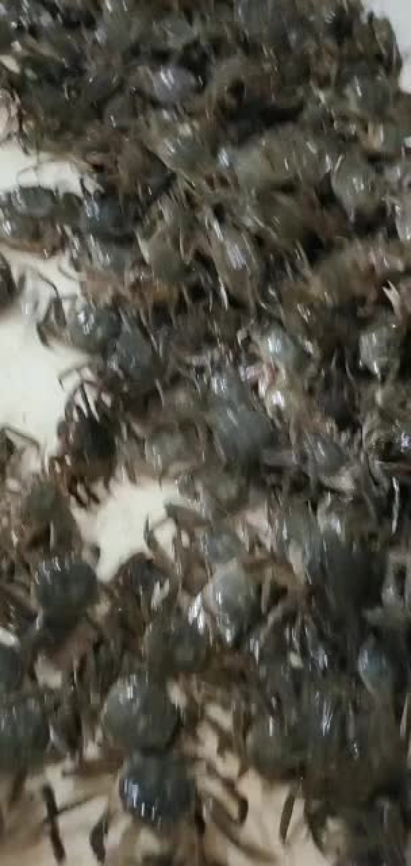 蟹苗