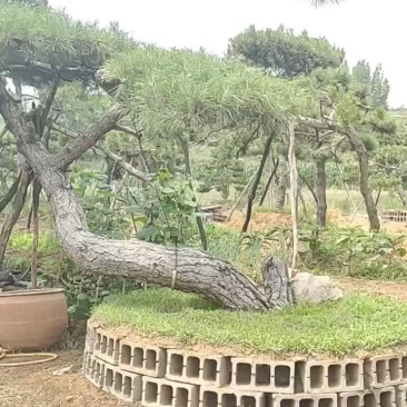 造型松