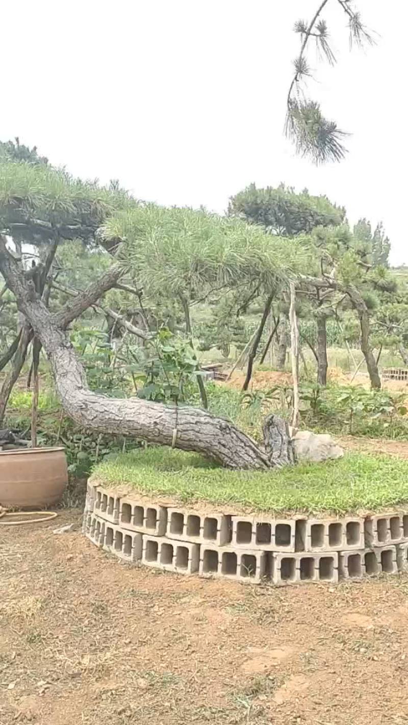 造型松