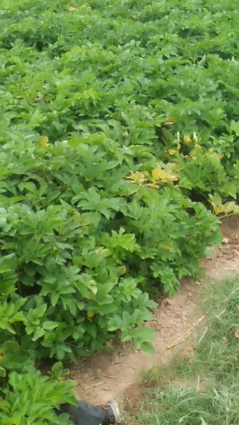 鲜白芷预售