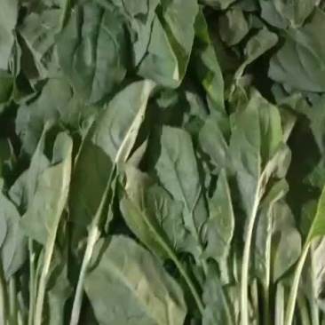 菠菜