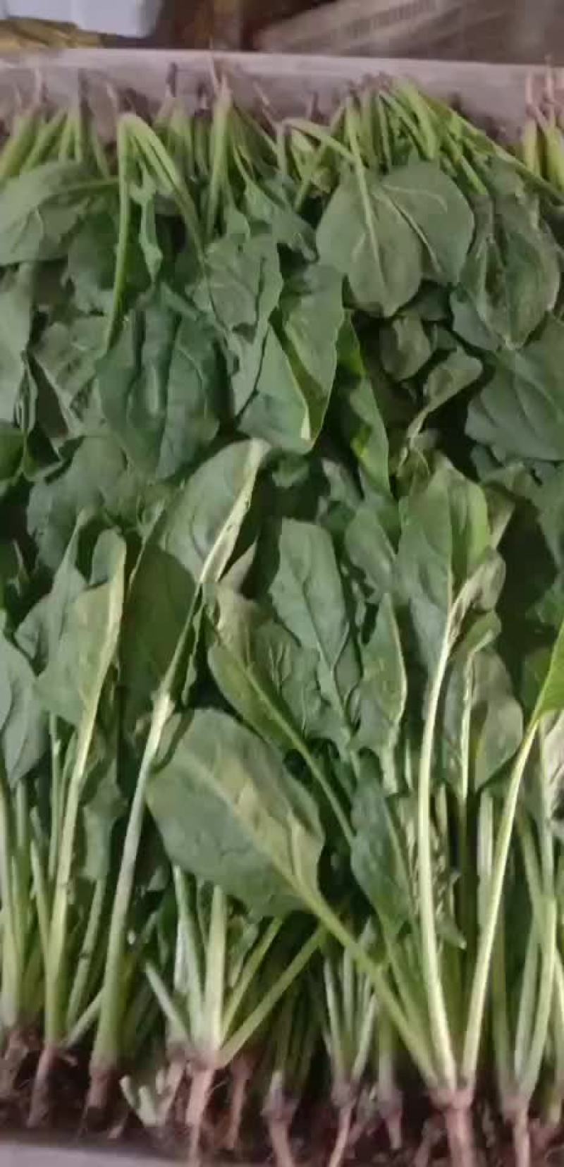 菠菜