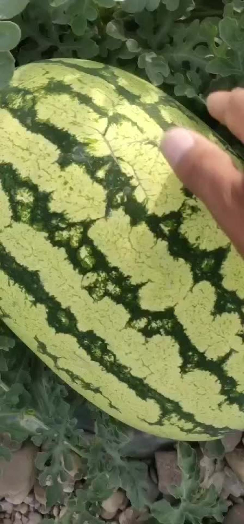 宁夏石头瓜