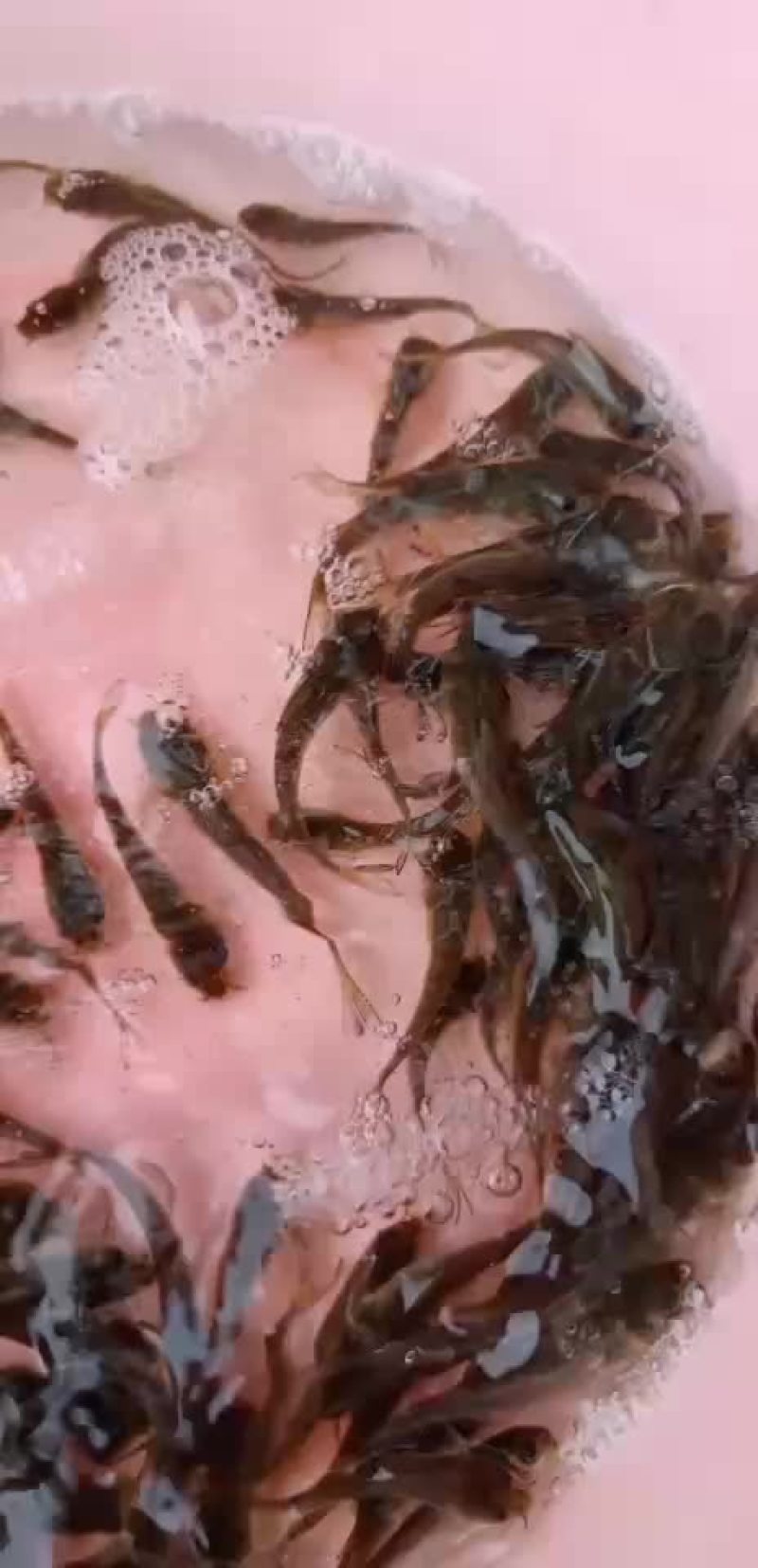 叉尾鱼苗，鮰鱼苗，斑点叉尾苗，叉尾鱼苗，苗场直销