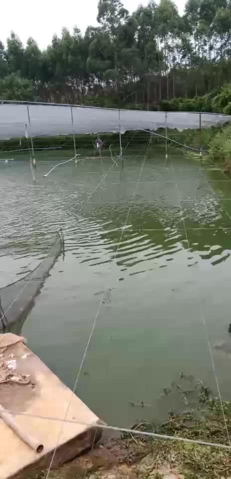 叉尾鱼苗，鮰鱼苗，斑点叉尾苗，叉尾鱼苗，苗场直销