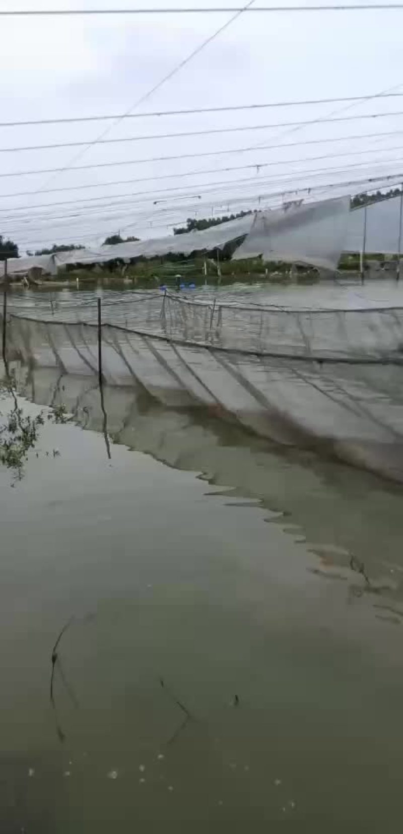 叉尾鱼苗，鮰鱼苗，斑点叉尾苗，叉尾鱼苗，苗场直销