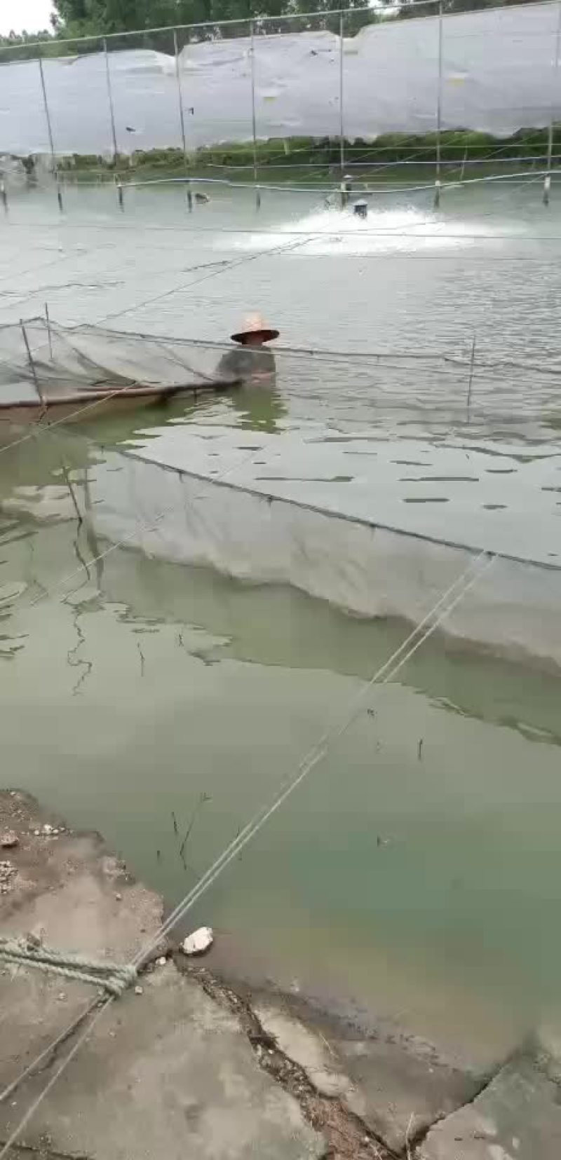 叉尾鱼苗，鮰鱼苗，斑点叉尾苗，叉尾鱼苗，苗场直销