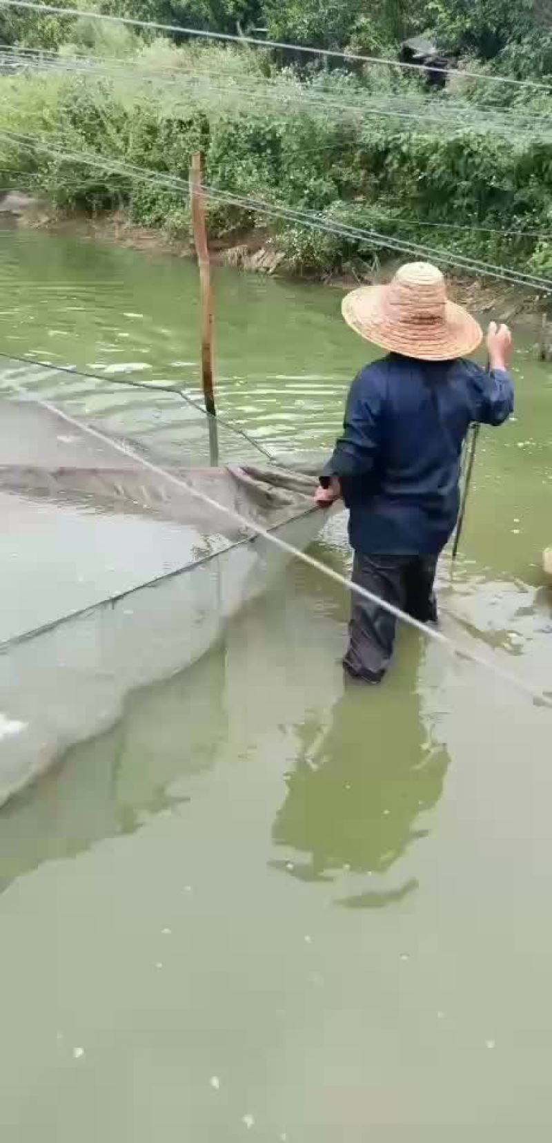 叉尾鱼苗，鮰鱼苗，斑点叉尾苗，叉尾鱼苗，苗场直销