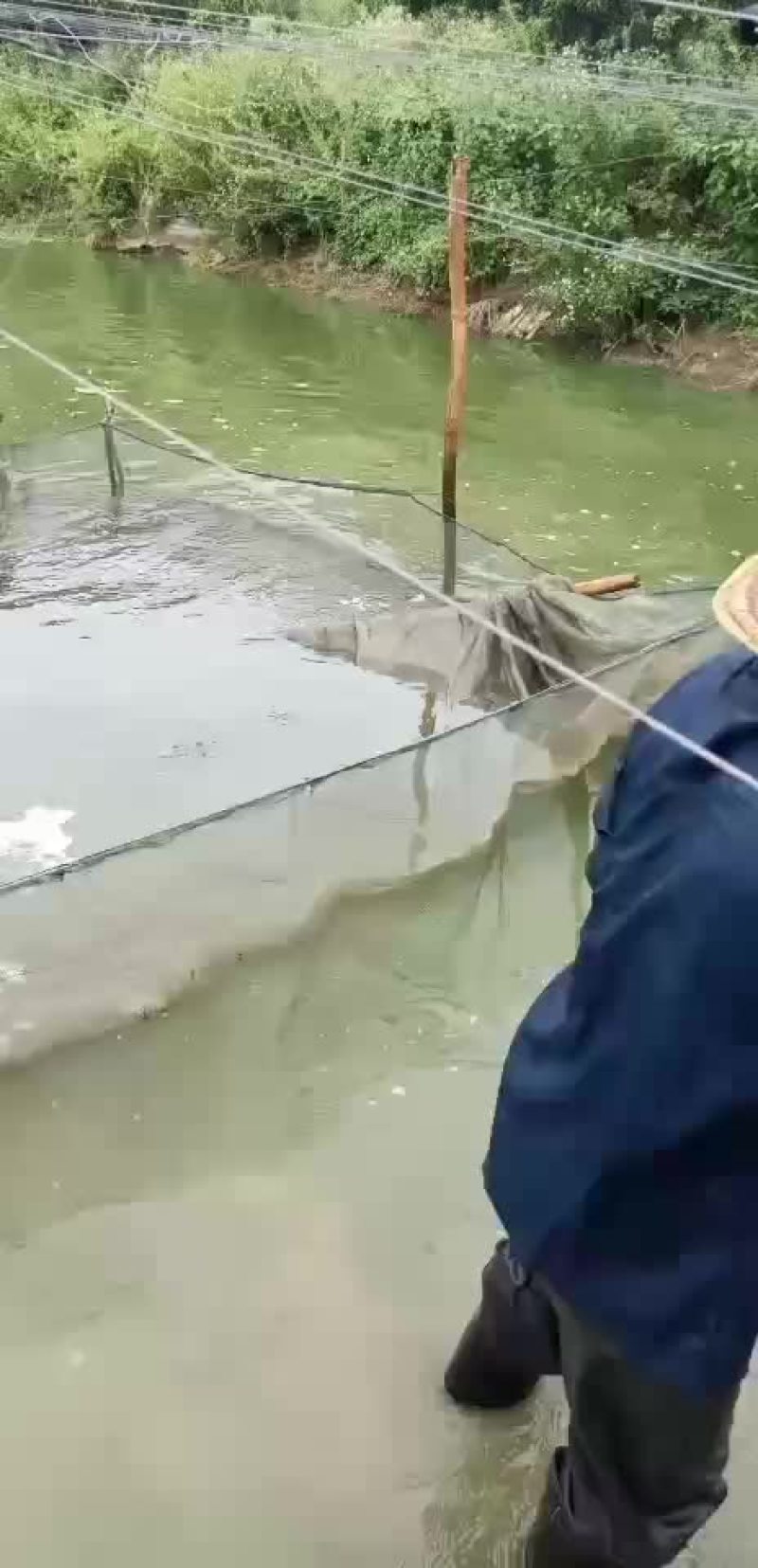 叉尾鱼苗，鮰鱼苗，斑点叉尾苗，叉尾鱼苗，苗场直销