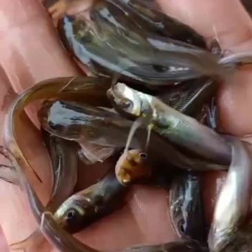 叉尾鱼苗，鮰鱼苗，斑点叉尾苗，叉尾鱼苗，苗场直销