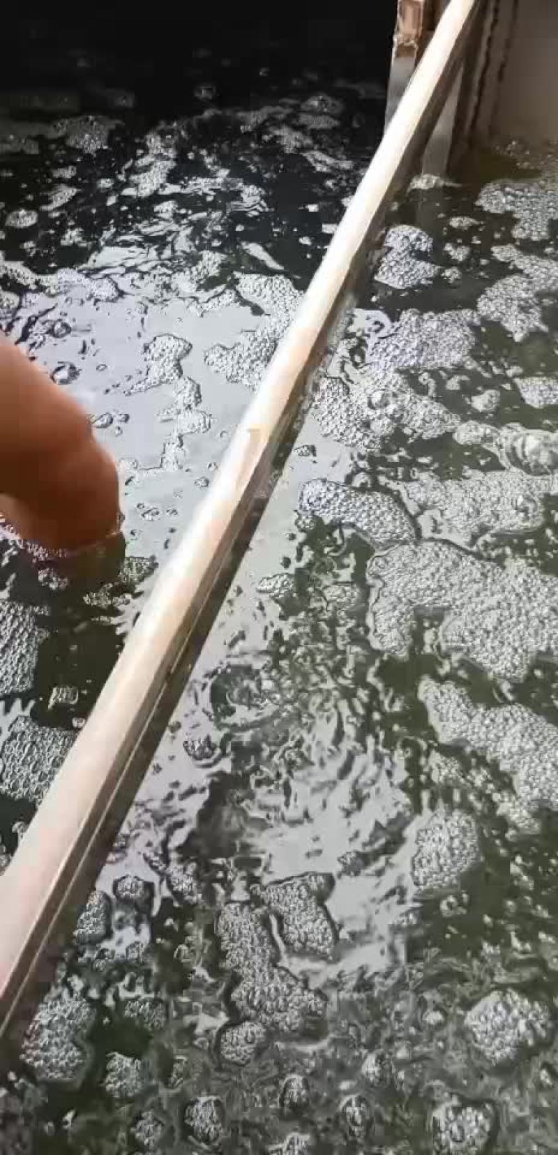叉尾鱼苗，鮰鱼苗，斑点叉尾苗，叉尾鱼苗，苗场直销