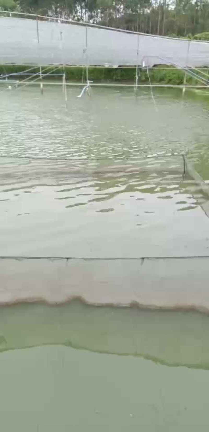 叉尾鱼苗，鮰鱼苗，斑点叉尾苗，叉尾鱼苗，苗场直销