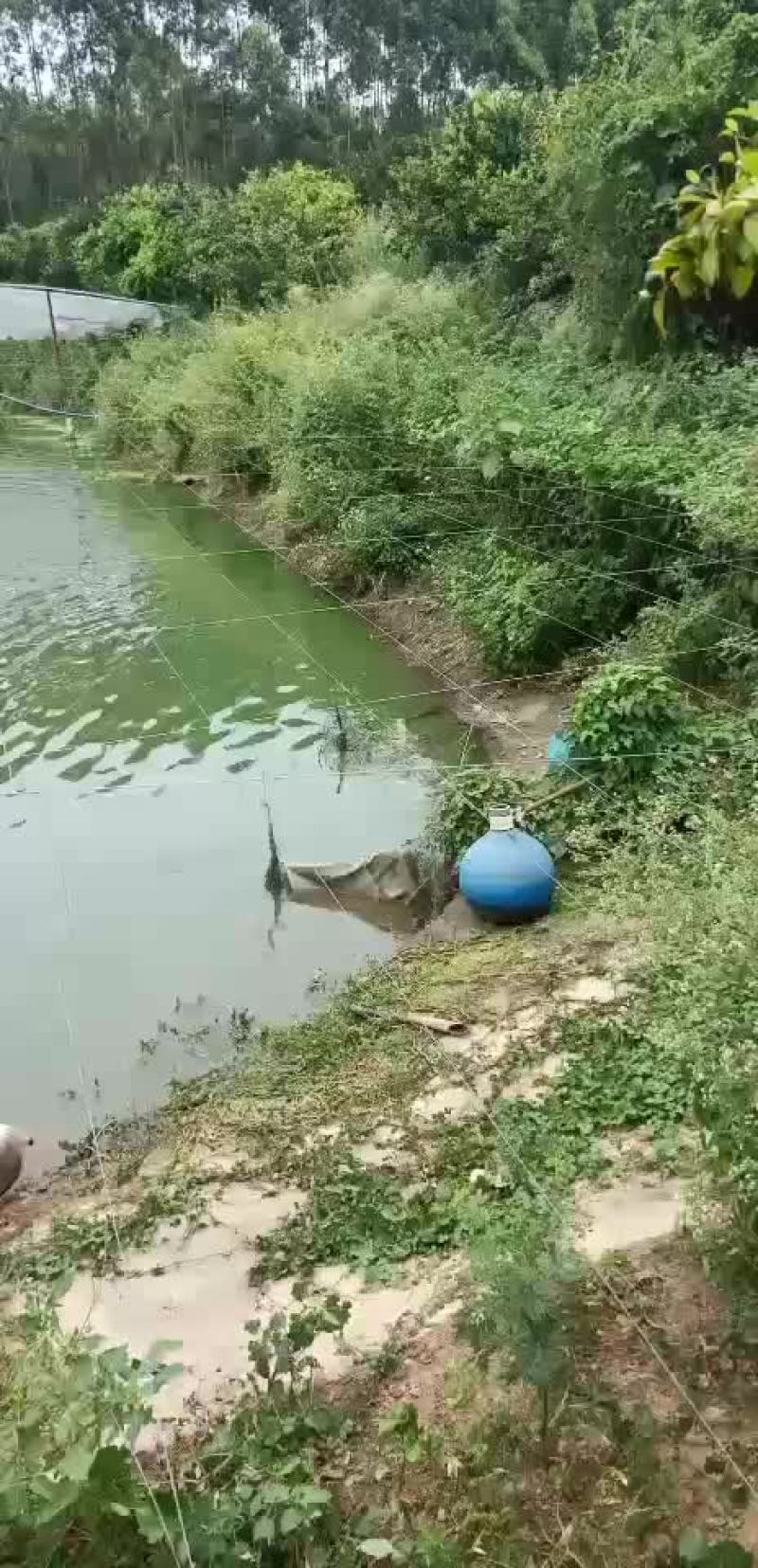 叉尾鱼苗，鮰鱼苗，斑点叉尾苗，叉尾鱼苗，苗场直销
