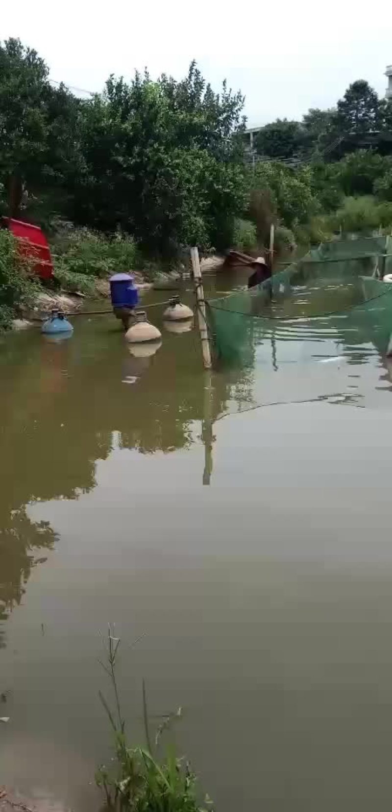 叉尾鱼苗，鮰鱼苗，斑点叉尾苗，叉尾鱼苗，苗场直销