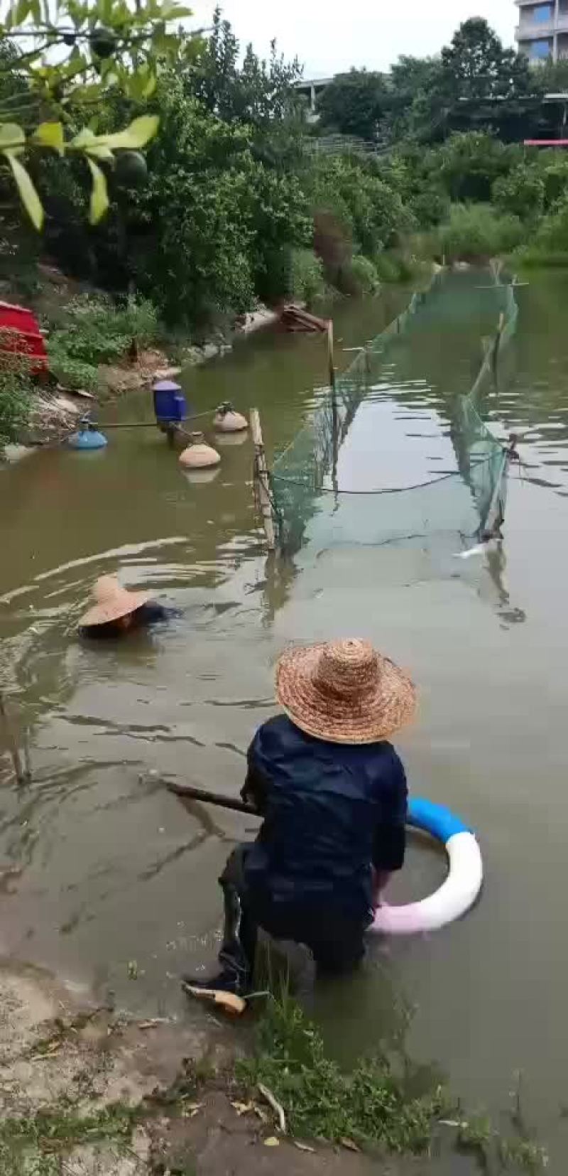 叉尾鱼苗，鮰鱼苗，斑点叉尾苗，叉尾鱼苗，苗场直销