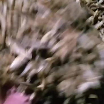 油炸白条鱼