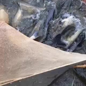 山塘丸鱼
