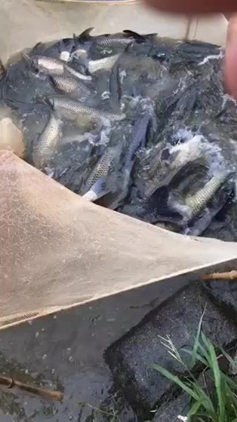 山塘丸鱼