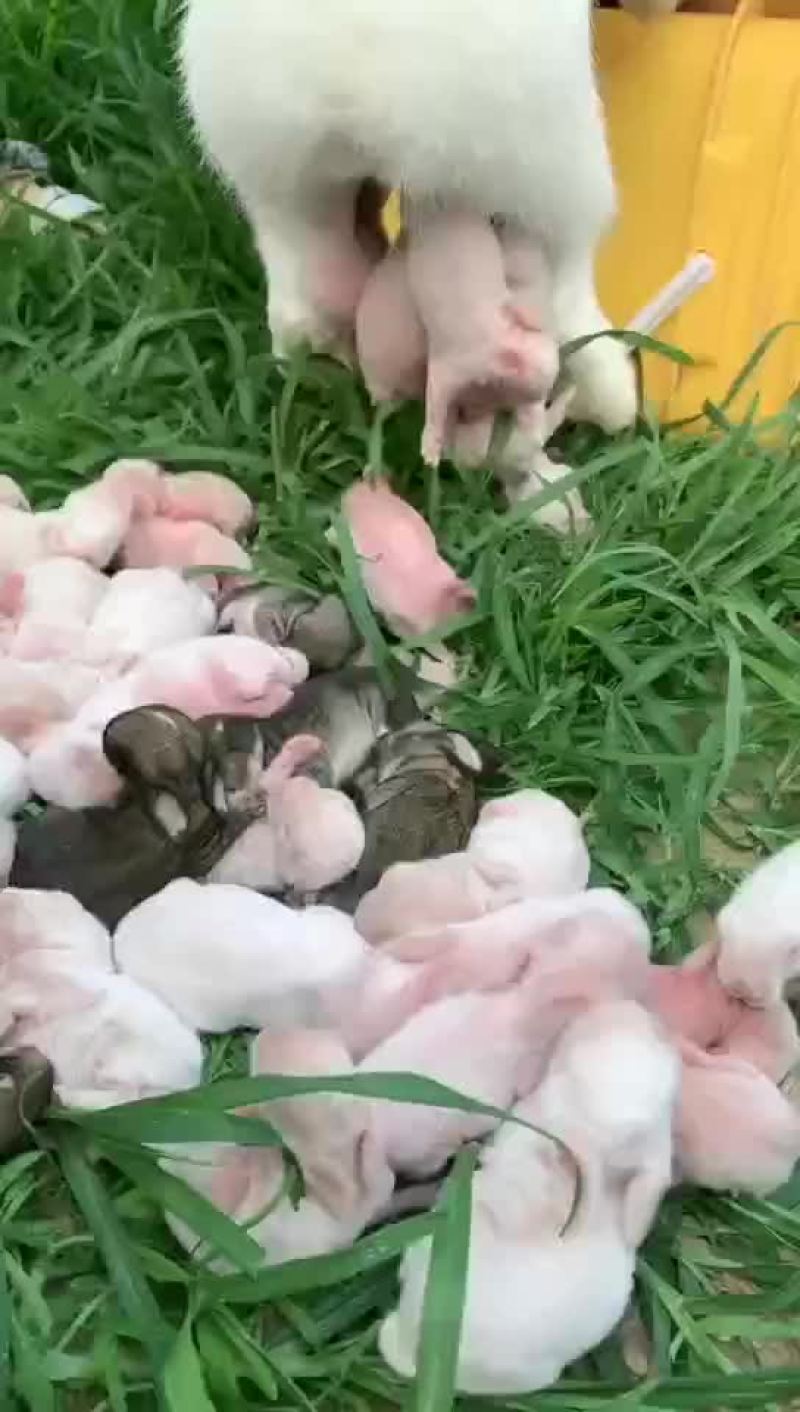 杂交肉兔，新西兰伊拉黑