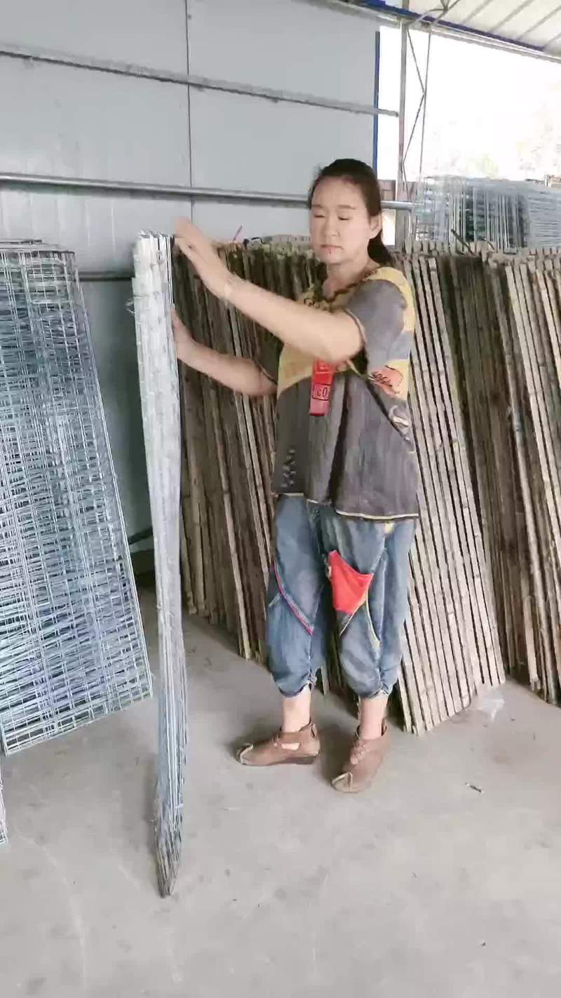 杂交肉兔，新西兰伊拉黑