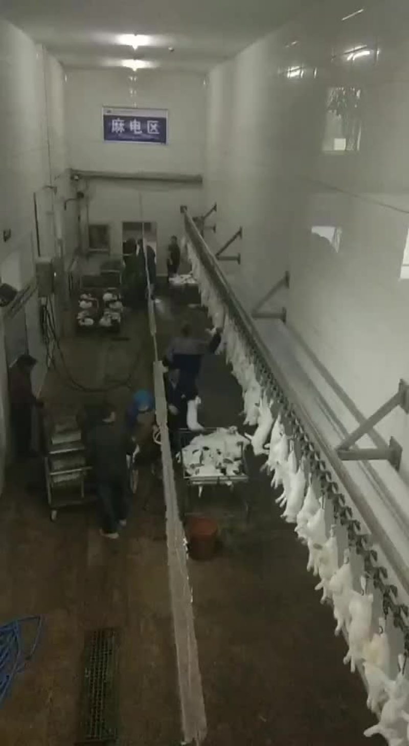 杂交肉兔，新西兰伊拉黑