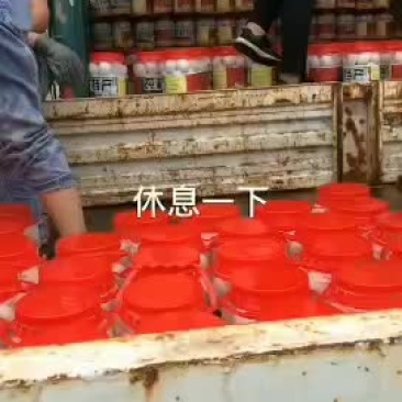 桶装大鹅蛋松花蛋