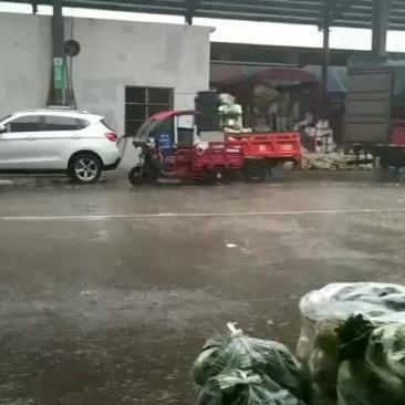 奥奇娜甘蓝