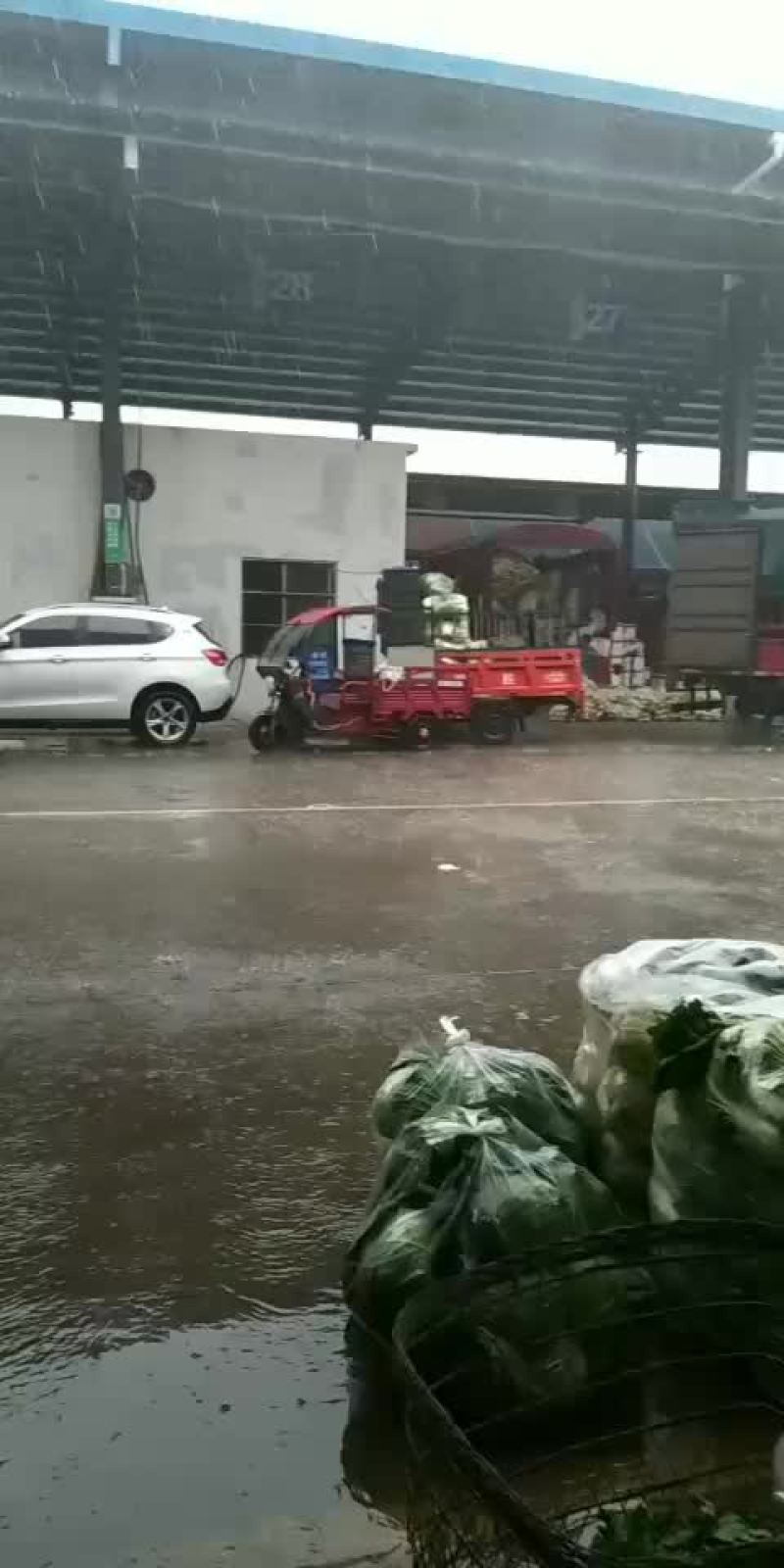 奥奇娜甘蓝