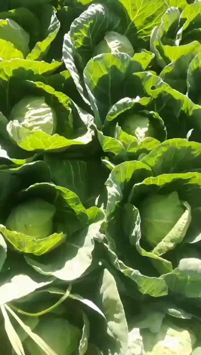 绿甘蓝