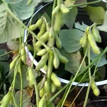 绿宝石毛豆