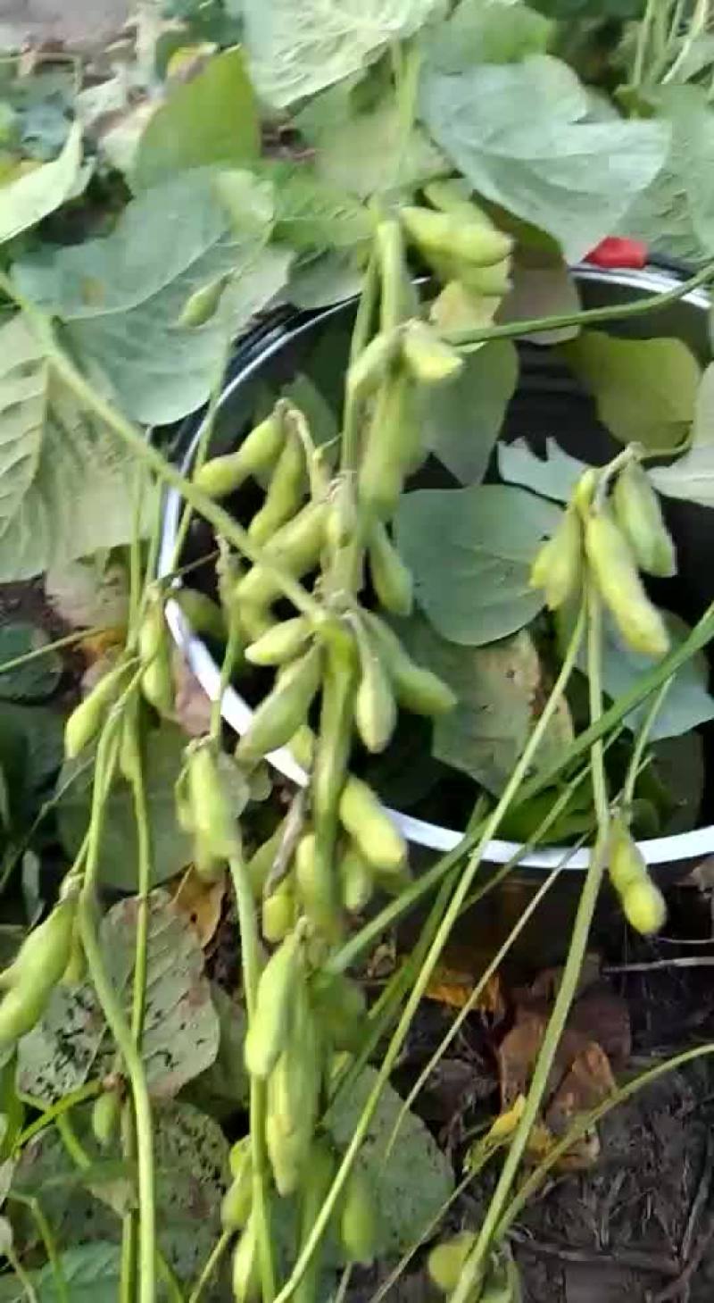 绿宝石毛豆