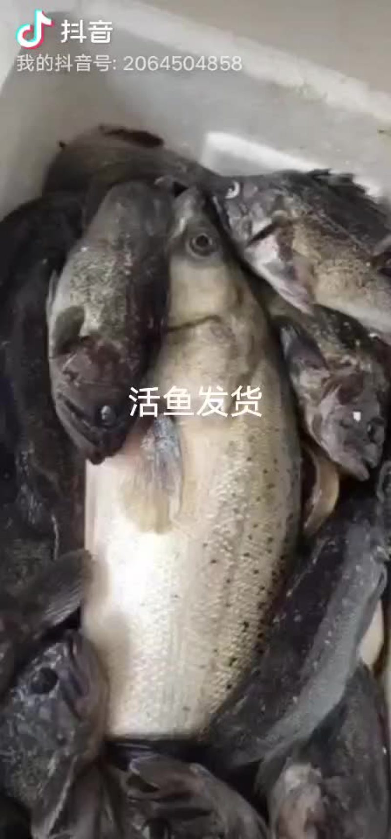 鲜活的鱼类