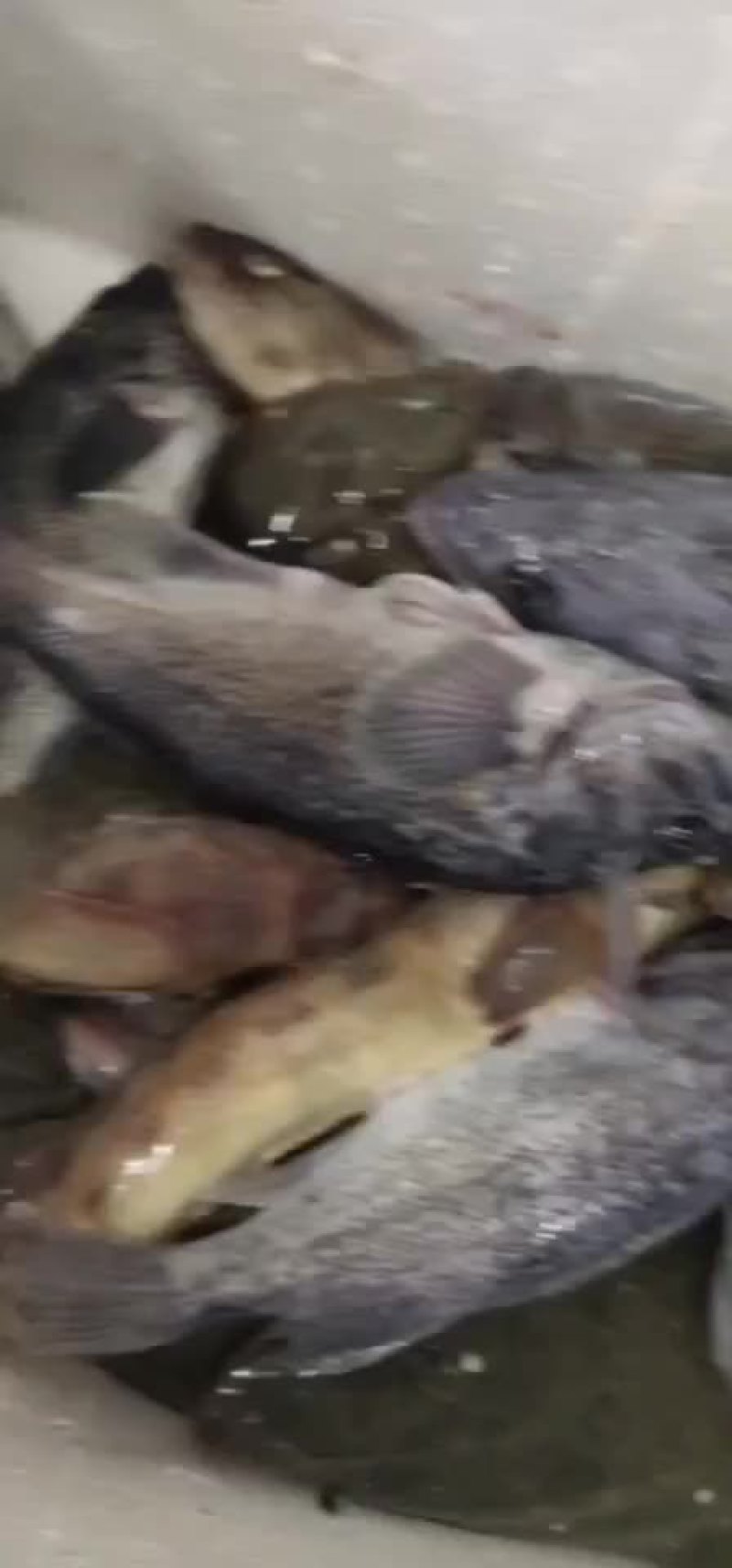 鲜活的鱼类