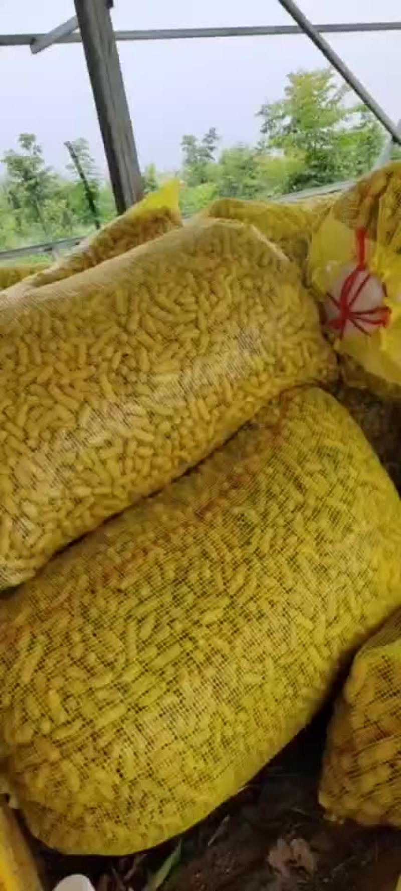 花生大量上市供应，有需要的老板欢迎致电