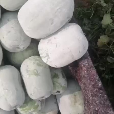 33一串玲冬瓜质量好，没有畸形，货源充足。