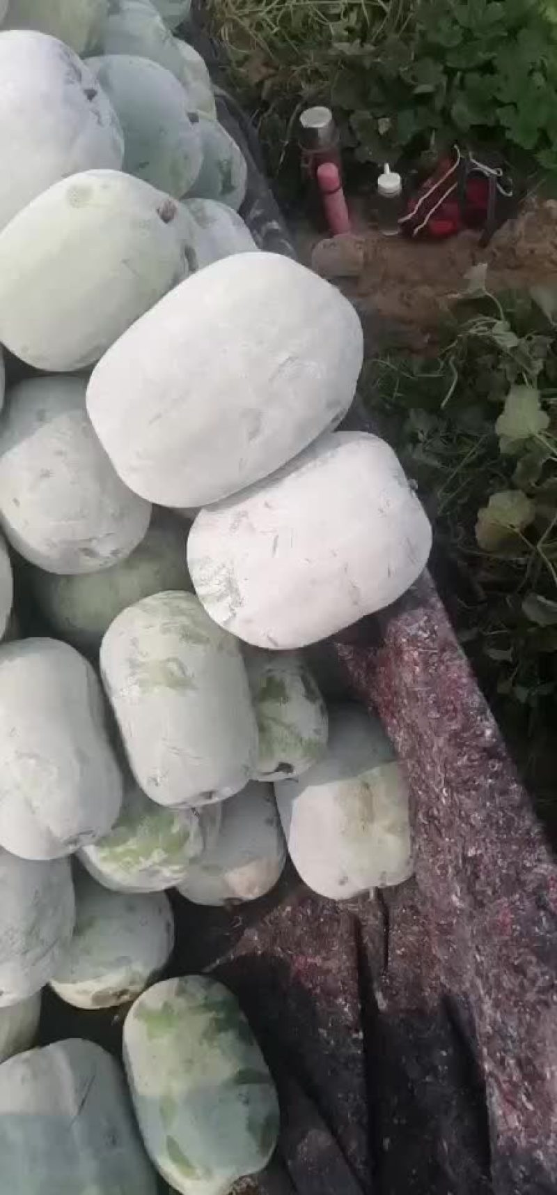 33一串玲冬瓜质量好，没有畸形，货源充足。